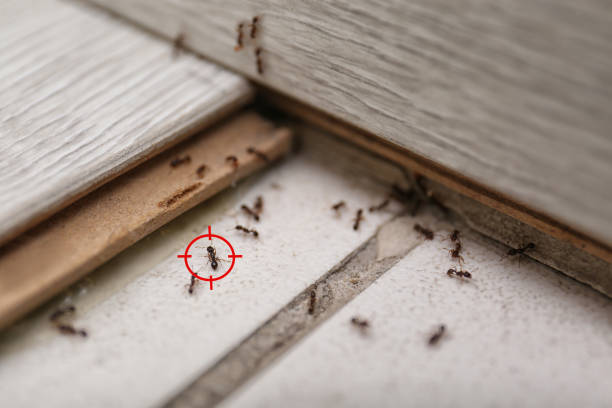 Best Emergency Pest Control  in Elsa, TX