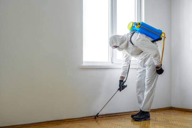 Best Local Pest Control Services  in Elsa, TX