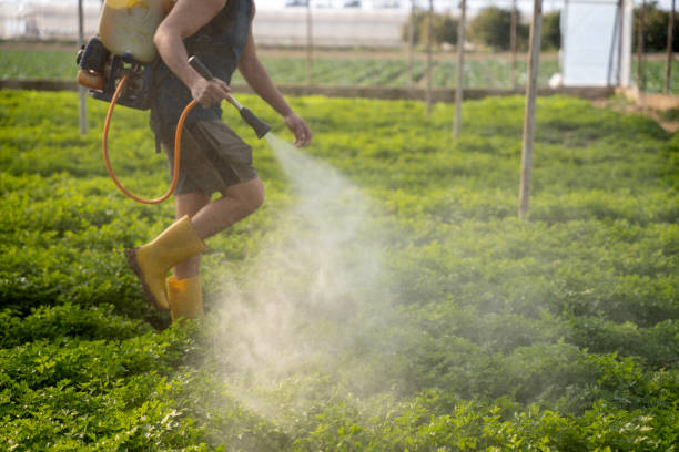 Best Pest Prevention Services  in Elsa, TX
