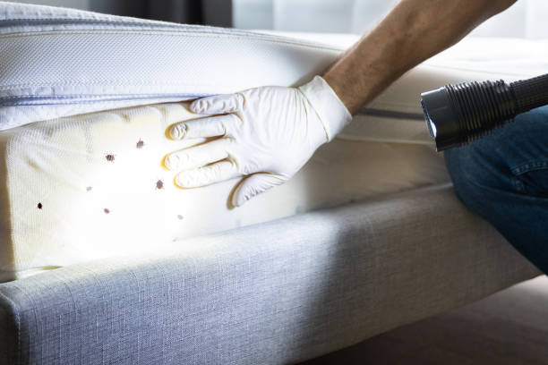 Reliable Elsa, TX Pest Control Solutions