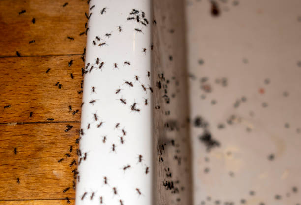 Best Ant Control Services  in Elsa, TX