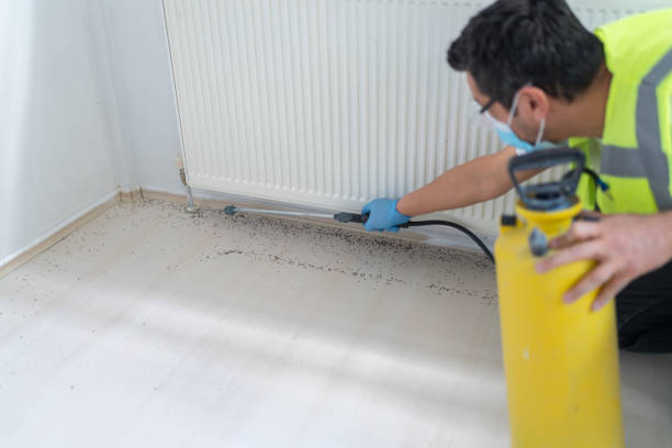Wasp Removal Services in Elsa, TX