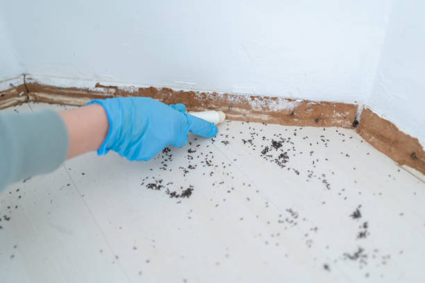 Best Cockroach Control Services  in Elsa, TX